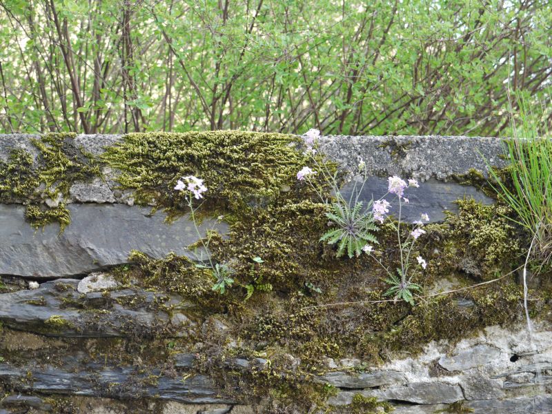 Burg Arnstein